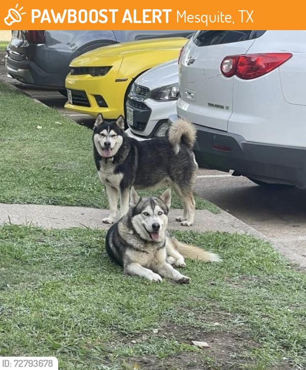 Found/Stray Unknown Dog last seen Near oates dr, Mesquite, TX 75150
