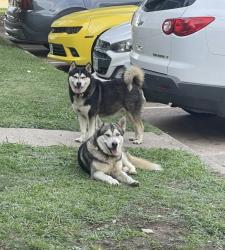 Found/Stray Unknown Dog last seen Near oates dr, Mesquite, TX 75150