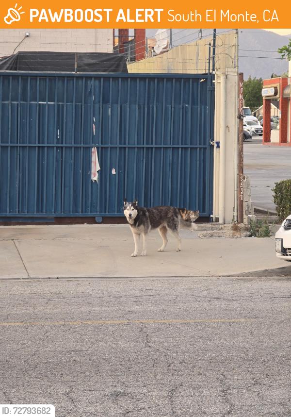 Found/Stray Unknown Dog last seen Garvey  and rosemead , South El Monte, CA 91733