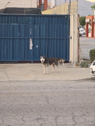 Found/Stray Unknown Dog last seen Garvey  and rosemead , South El Monte, CA 91733