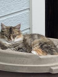 Lost Female Cat last seen Marina Place between West 3rd and 4th, Benicia, CA 94510