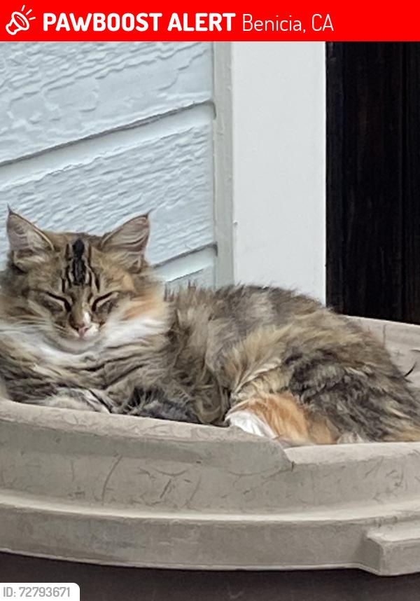 Lost Female Cat last seen Marina Place between West 3rd and 4th, Benicia, CA 94510