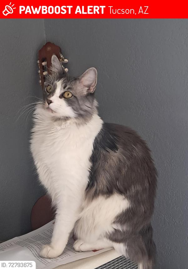 Lost Male Cat last seen Camino Santiago, W Calle Armenta Tucson , Tucson, AZ 85745