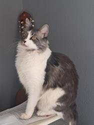 Lost Male Cat last seen Camino Santiago, W Calle Armenta Tucson , Tucson, AZ 85745