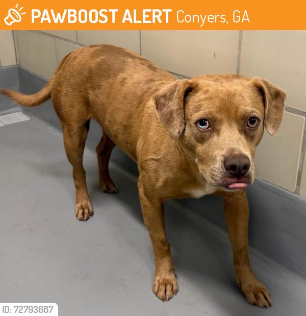 Found/Stray Unknown Dog last seen Located at Rockdale County Animal Service, 1506 Rockbridge Road, Conyers, GA 30012, Conyers, GA 30012