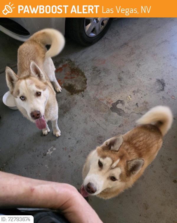 Found/Stray Unknown Dog last seen Grand Canyon and Cheyenne, Las Vegas, NV 89134