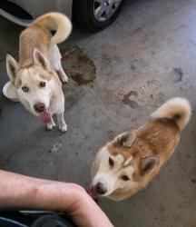 Found/Stray Unknown Dog last seen Grand Canyon and Cheyenne, Las Vegas, NV 89134