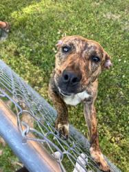 Found/Stray Female Dog last seen In between the fire dept. and the preschool, Lebanon, TN 37087