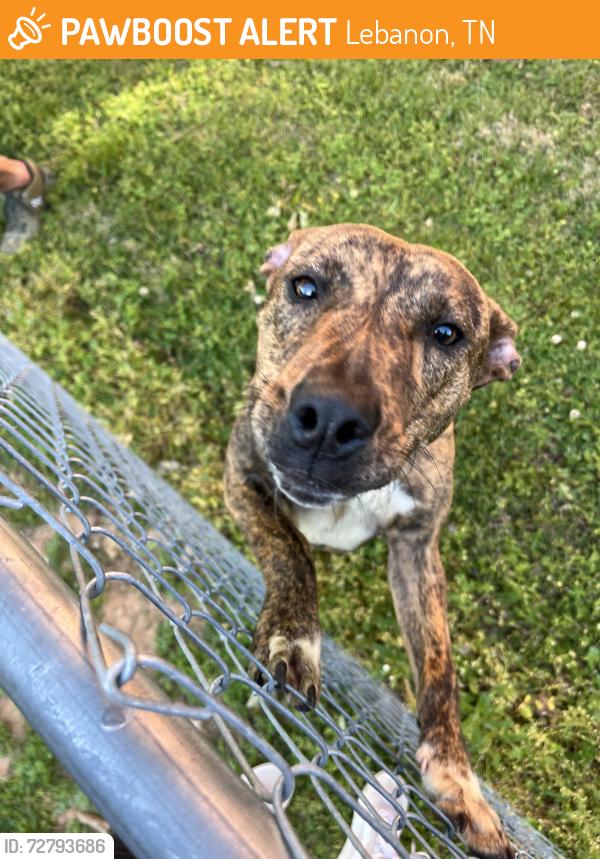 Found/Stray Female Dog last seen In between the fire dept. and the preschool, Lebanon, TN 37087
