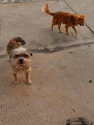 Found/Stray Female Dog last seen Churchill road , Albuquerque, NM 87105