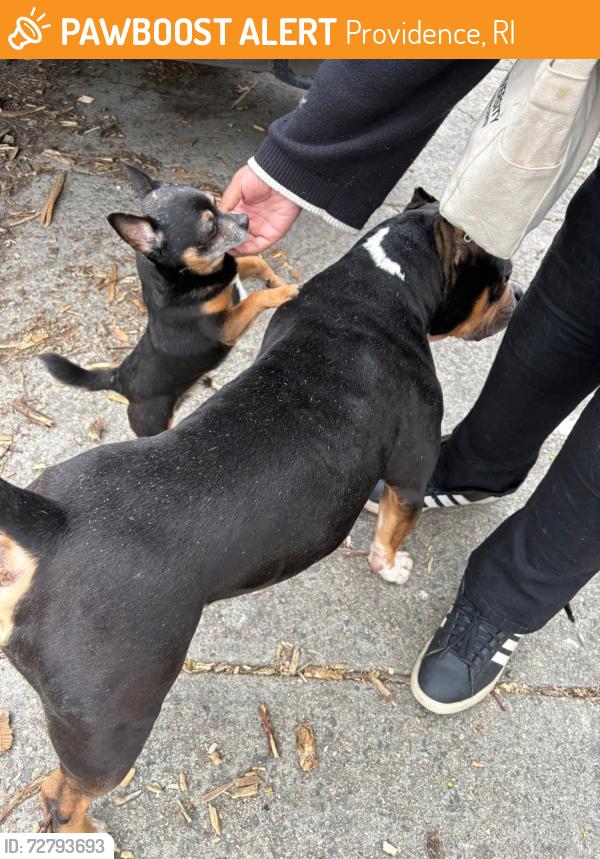Found/Stray Male Dog last seen Animal shelter, Providence, RI 02903