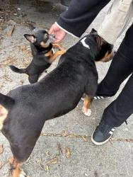 Found/Stray Male Dog last seen Animal shelter, Providence, RI 02903