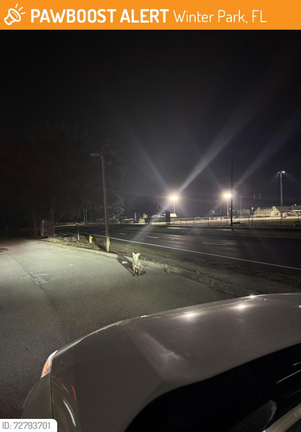 Found/Stray Unknown Dog last seen Trust Co Bank, Winter Park, FL 32792