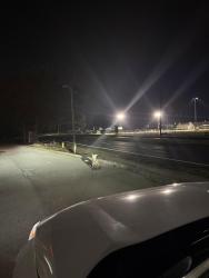 Found/Stray Unknown Dog last seen Trust Co Bank, Winter Park, FL 32792