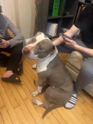 Found/Stray Male Dog last seen West Allis, Milwaukee, WI 53210