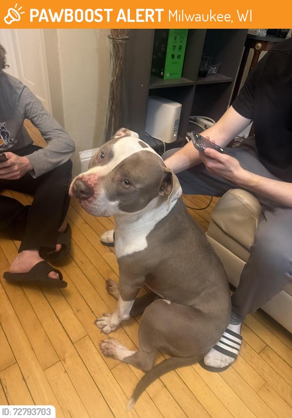 Found/Stray Male Dog last seen West Allis, Milwaukee, WI 53210