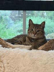 Lost Female Cat last seen NW thompson, Portland, OR 97229