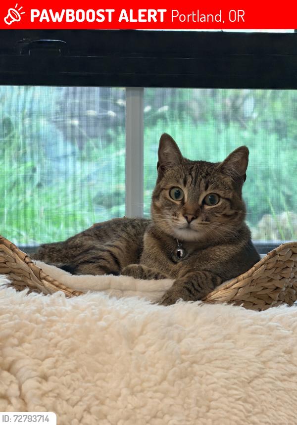 Lost Female Cat last seen NW thompson, Portland, OR 97229