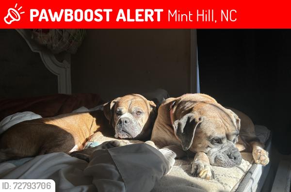 Lost Male Dog last seen lawyers rd, Mint Hill, NC 28227