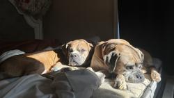 Lost Male Dog last seen lawyers rd, Mint Hill, NC 28227