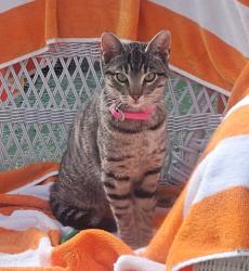 Found/Stray Female Cat last seen York, San Mateo, CA 94401