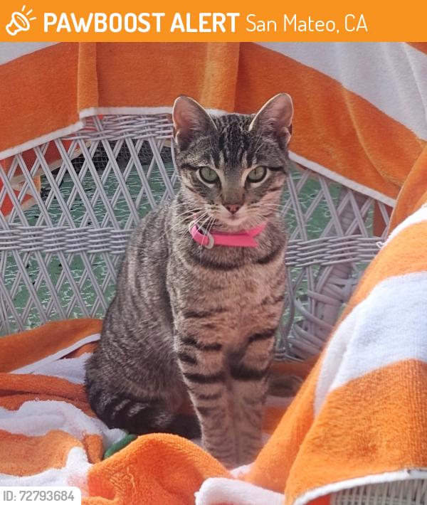 Found/Stray Female Cat last seen York, San Mateo, CA 94401