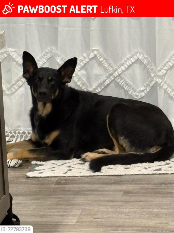 Lost Female Dog last seen Fielder cemetery and FM 326, Lufkin, TX 75901