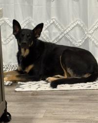 Lost Female Dog last seen Fielder cemetery and FM 326, Lufkin, TX 75901
