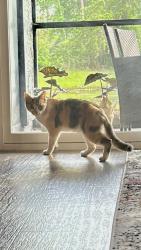 Found/Stray Unknown Cat last seen Conroy Road-Millenia, Orlando, FL 32811