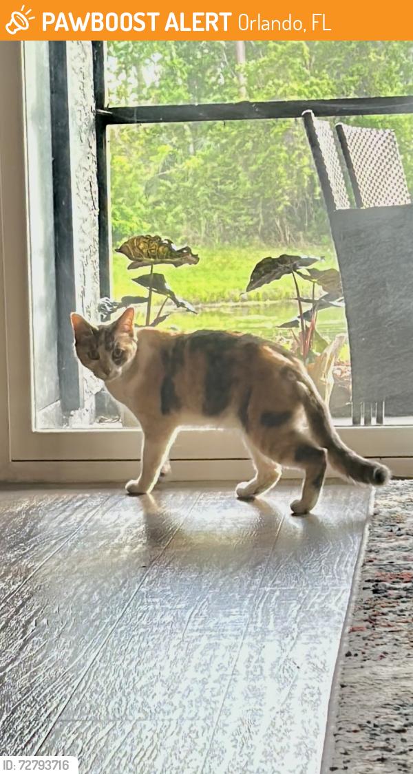 Found/Stray Unknown Cat last seen Conroy Road-Millenia, Orlando, FL 32811