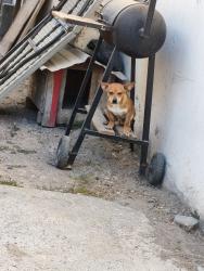 Lost Male Dog last seen Entre la entrada del circuito rio del tigre y la calle playa bagdad , Reynosa, Tamps. 88776