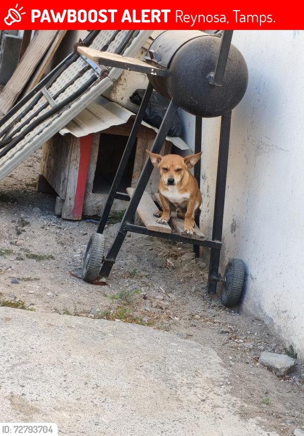 Lost Male Dog last seen Entre la entrada del circuito rio del tigre y la calle playa bagdad , Reynosa, Tamps. 88776