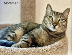 Lost Male Cat last seen Terrace Lane and 200 East, Ivins, UT 84738