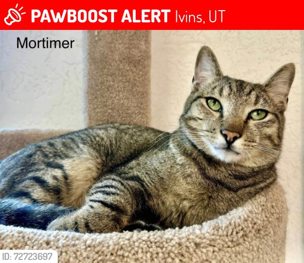 Lost Male Cat last seen Terrace Lane and 200 East, Ivins, UT 84738