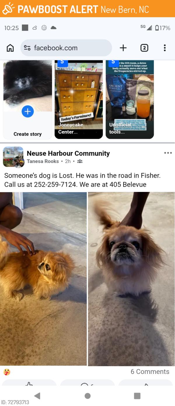 Found/Stray Male Dog last seen Found on Fisher Road, New Bern, New Bern, NC 28560