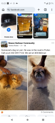 Found/Stray Male Dog last seen Found on Fisher Road, New Bern, New Bern, NC 28560