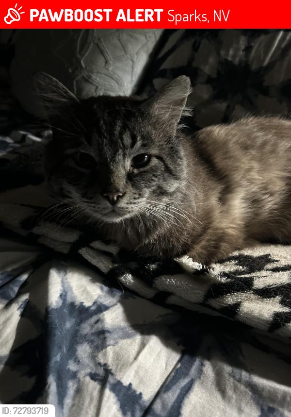 Lost Male Cat last seen N Mccarran and Probasco are my cross streets , Sparks, NV 89431