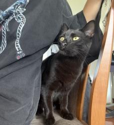 Lost Male Cat last seen Livingstone street, Burwood, NSW 2134
