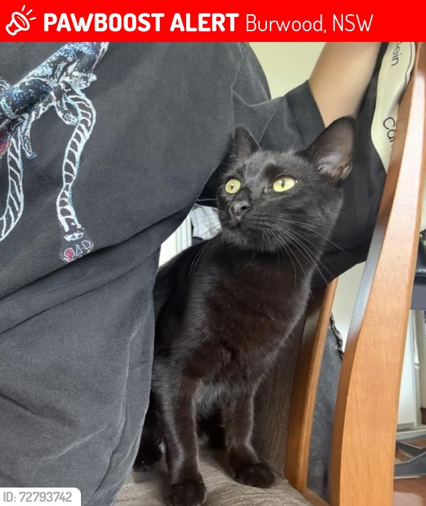 Lost Male Cat last seen Livingstone street, Burwood, NSW 2134