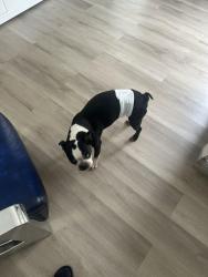 Lost Male Dog last seen Flagler , Coral Gables, FL 33134