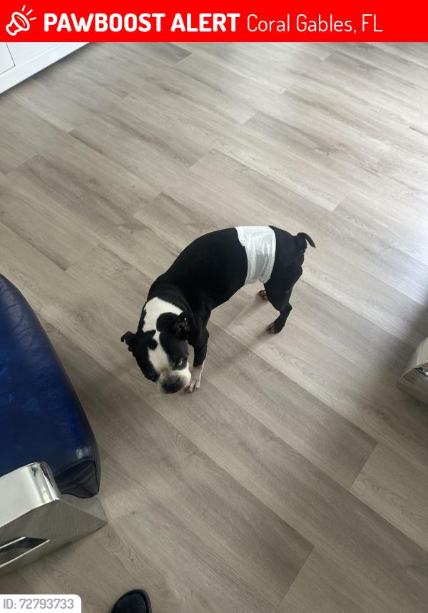 Lost Male Dog last seen Flagler , Coral Gables, FL 33134