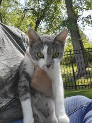 Found/Stray Female Cat last seen Garner Park , Springfield, TN 37172