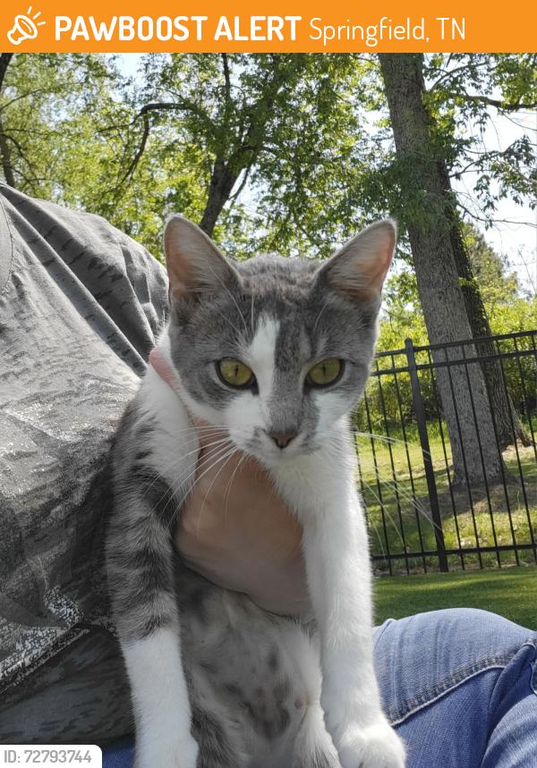 Found/Stray Female Cat last seen Garner Park , Springfield, TN 37172