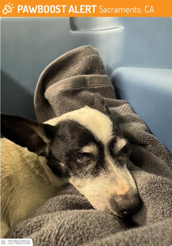 Found/Stray Male Dog last seen 24th street, Sacramento, CA 95832