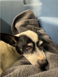 Found/Stray Male Dog last seen 24th street, Sacramento, CA 95832