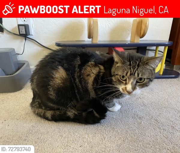 Lost Female Cat last seen Aliso Viejo, Laguna Niguel, CA 92677