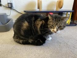 Lost Female Cat last seen Aliso Viejo, Laguna Niguel, CA 92677