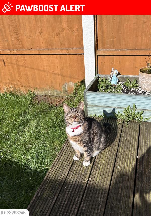 Lost Male Cat last seen Amersall Road, South Yorkshire, England DN5