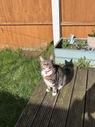 Lost Male Cat last seen Amersall Road , South Yorkshire, England DN5