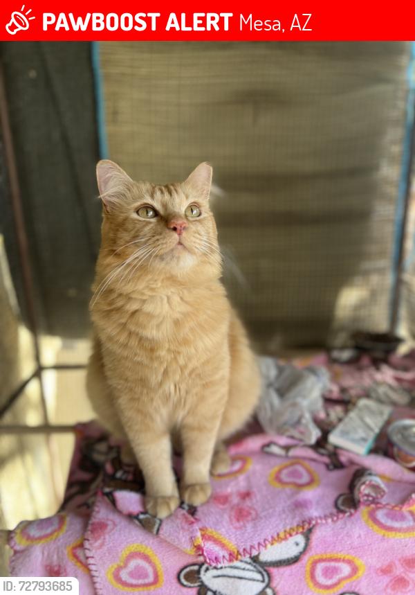 Lost Male Cat last seen Dover St. and Roca at The Groves neighborhood Mesa AZ, Mesa, AZ 85213